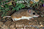 Onychomys leucogaster